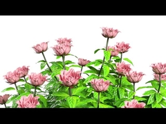 Y11 女性 スマートウォッチ 贅沢 1.32インチ アモレッドスクリーン スマートウォッチ BT 電話